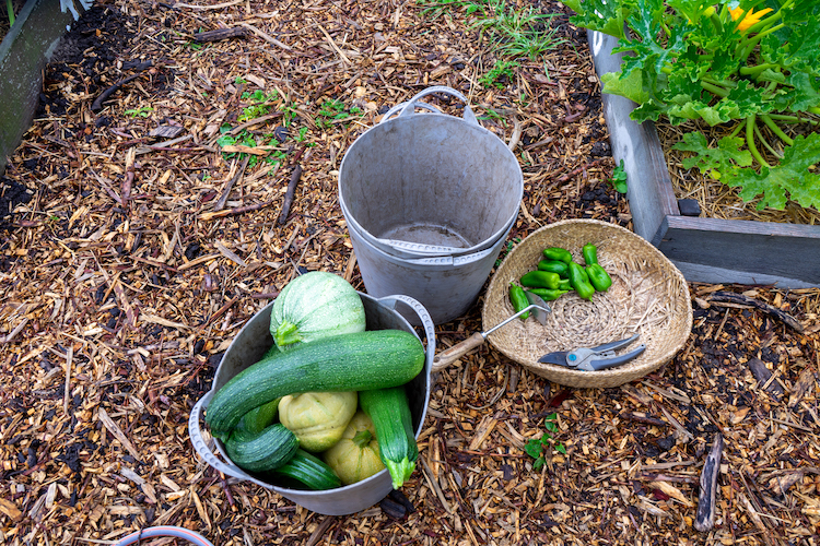 Moestuin van Stichting Het Terphuis in Poortugaal